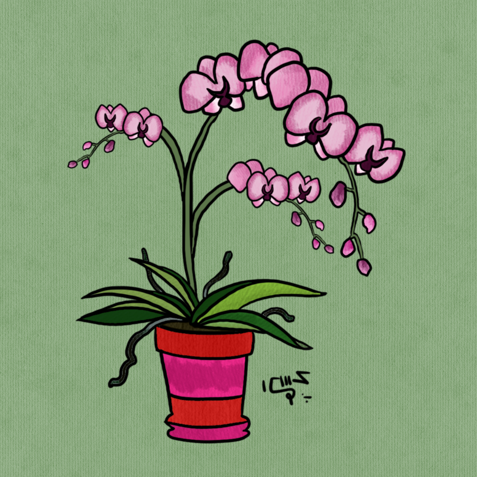 Orchids